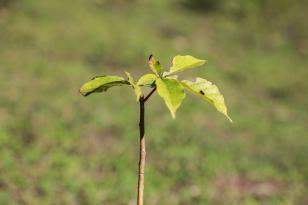 50 Municípios plantaram 87 mil árvores e, ação do Programa Asfalto Novo, Vida Nova