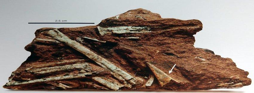 Prefeita de Cruzeiro do Oeste lança o “Primesauro na Tábua”