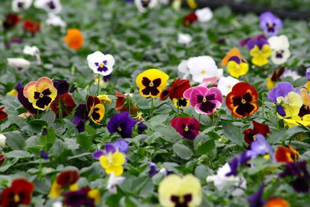 A opção em favor de toda a Cidade