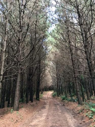 A meta é gerar empregos e retomar o desenvolvimento