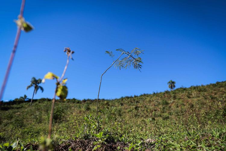 50 Municípios plantaram 87 mil árvores e, ação do Programa Asfalto Novo, Vida Nova
