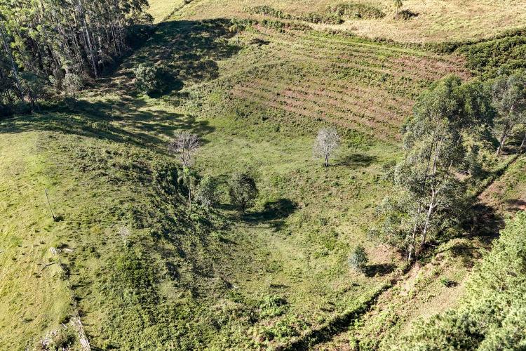 50 Municípios plantaram 87 mil árvores e, ação do Programa Asfalto Novo, Vida Nova
