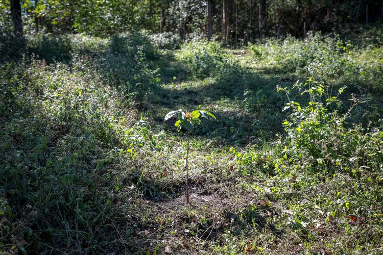 50 Municípios plantaram 87 mil árvores e, ação do Programa Asfalto Novo, Vida Nova
